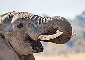 Elephant Using Trunk to Drink