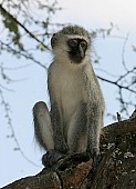 Vervet Monkey