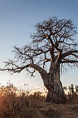 Baobab Tree Reference Image