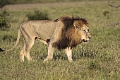 Lion Male Walking, Side View