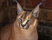 Caracal in Wildlife Centre