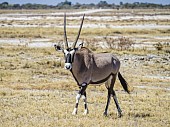 Gemsbok in Grassland