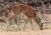 Steenbok Art Reference Photo