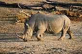 White or Square-Lipped Rhinoceros