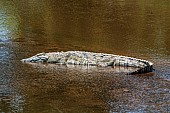 Nile Crocodile Photo for Artists