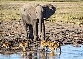 Elephant and Baboons