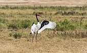 Saddle-billed Stork