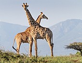 Giraffe Pair