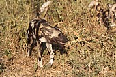 Wild Dog