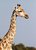 Giraffe Female