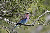 Lilac-breasted Roller