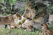 Lion Cub Sniffing Adult Male Lion