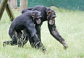 Captive Chimpanzee