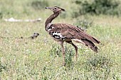 Kori Bustard