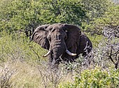African Elephant Bull