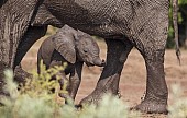 Elephant Baby Standing  Under Mother