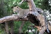 Leopard on Tree Stump