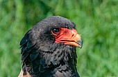 Bateleur Eagle