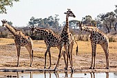 Group of Giraffe Preparing to Drink