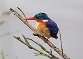 Malachite Kingfisher on Twig
