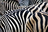 Zebra Group with Focus on Stripes