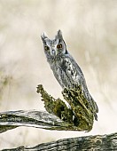 Southern White-faced Owl