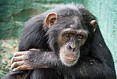 Captive Chimpanzee