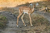 Impala Fawn