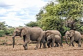 Elephant Family Group on the Move