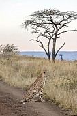 Male Cheetah at Dusk