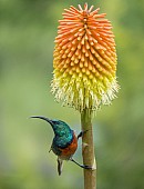 Southern Double-collared Sunbird on Red Hot Poker