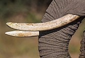 African Elephant Tusks, Close-Up