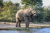 Elephant Drinking from Zambezi River