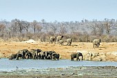 Elephant Herd Drinking, Scenic View