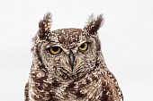 Spotted eagle-owl, Close-up View