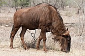 Wildebeest Grazing