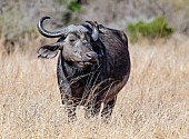 Buffalo Cow in Long Grass