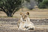 Lioness at Rest
