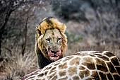Male Lion on Giraffe Kill