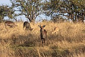 Defasa Waterbuck