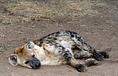 Spotted Hyena