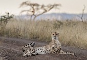 Male Cheetah at Dusk