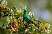 Malachite Sunbird on Wild Pomegranate