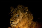 Lion Portrait, Night Shot