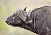 African Buffalo Bull