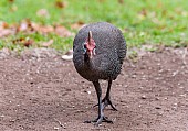 Helmeted Guineafowl, Front-on View