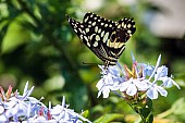 Citrus Swallowtail Butterfly