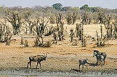 Roan Antelope and Zebras at Waterhole