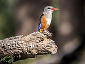 Grey-headed Kingfisher