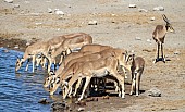 Black-faced Impala at Waterhole